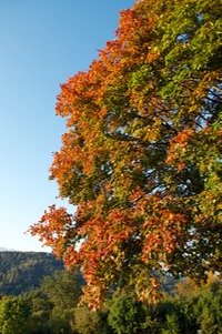 DSC 0301